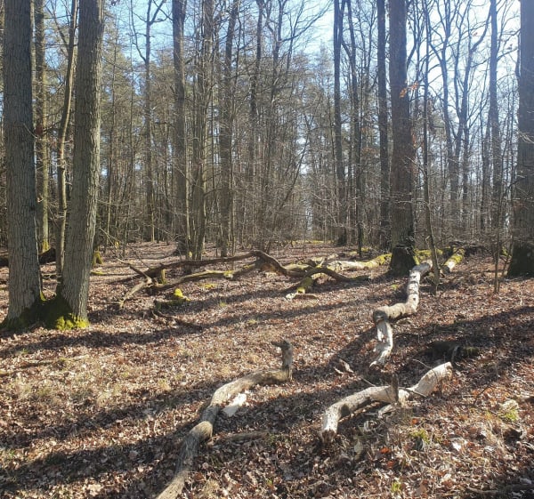" Przez rezerwat przyrody Dąbrowa Grotnicka" - Orła - 1