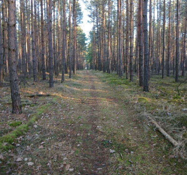 Szybki spacer - Składowice - 1