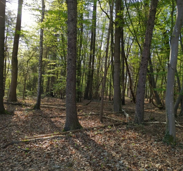 Balade Bois des 8 rue - Morbecque - 1