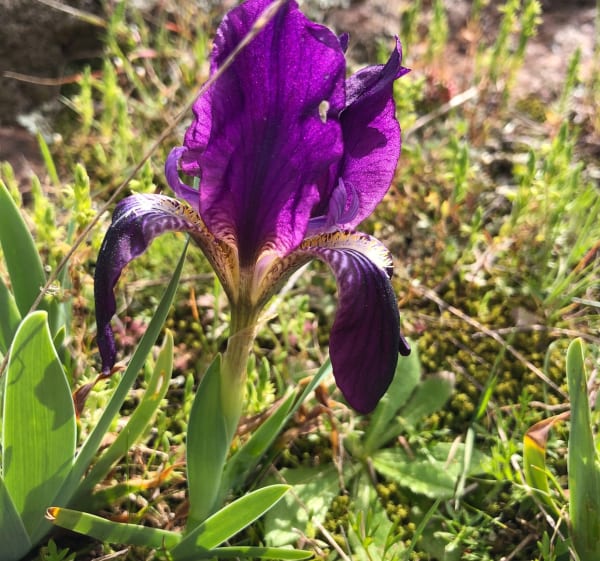 L’Endre, ses fleurs, ses lacs - La Motte - 1