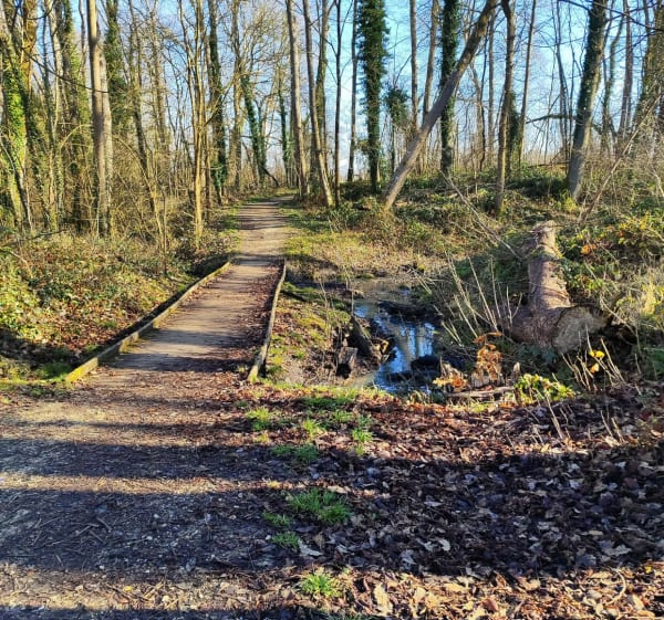 Forêt Ferrières-en-Brie - Ferrières-en-Brie - 1