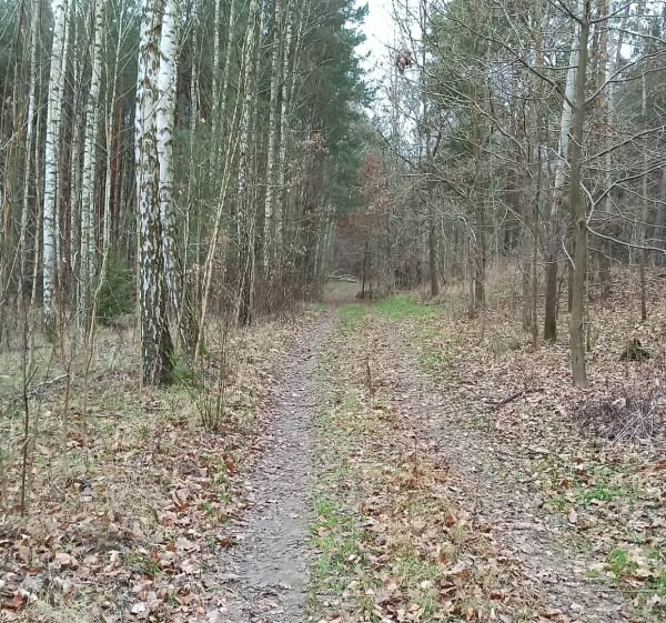 5KM wokół KPPT - Górki - 1