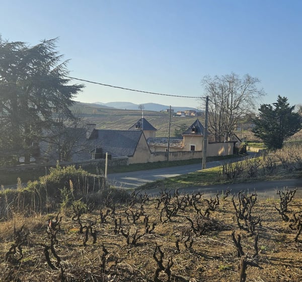 Circuit Mont Brouilly par les vignes - Charentay - 1