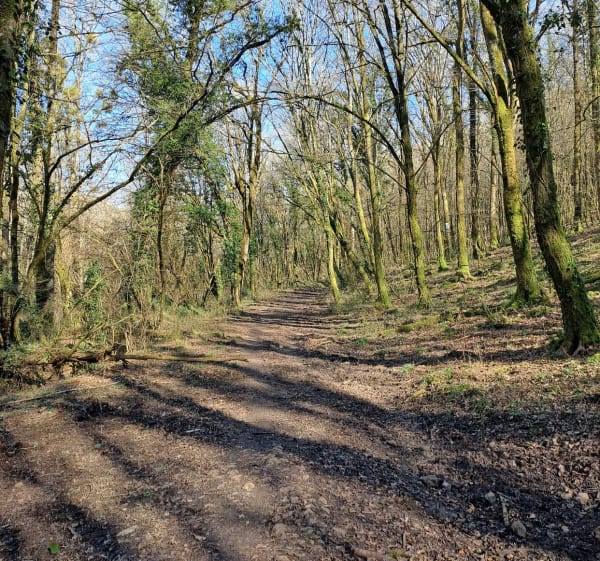 Promenade dans les bois près de la Menuse - Ligugé - 1