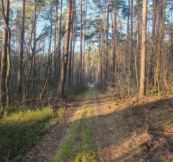 Leśnej dukty - Duraj - 1