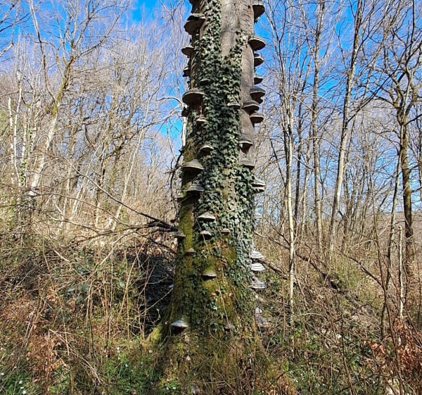 Vallée de la Crusnes - Serrouville - 1