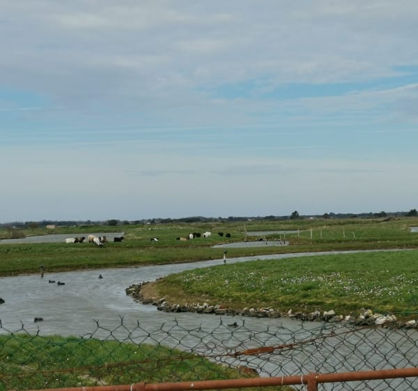 Boucle la cotinière, Boyarville, en passant par les Marais - Saint-Pierre-d'Oléron - 1