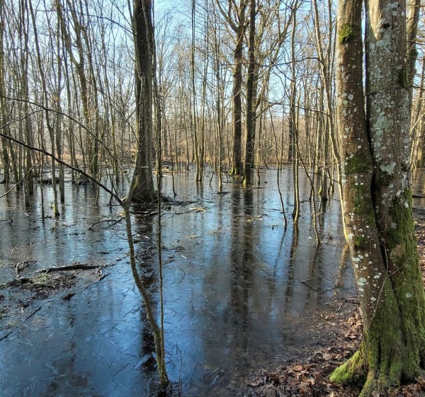 Chemin de la Rabière et Rochers d'Angennes - Poigny-la-Forêt - 1