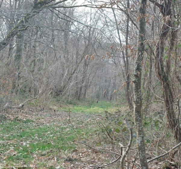 Dans les bois de Soumaintrain - Soumaintrain - 1