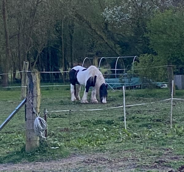 Boucle moulin de Vertain- marais de Bonance - Templeuve-en-Pévèle - 1