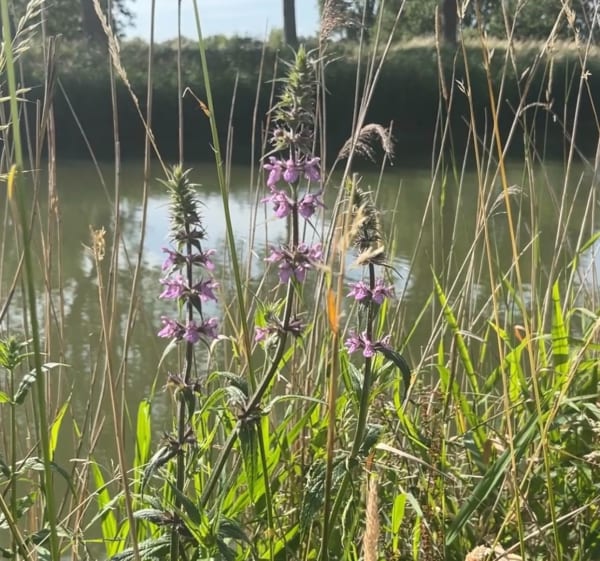 Oostdijk wandeling - Purmerend - 1