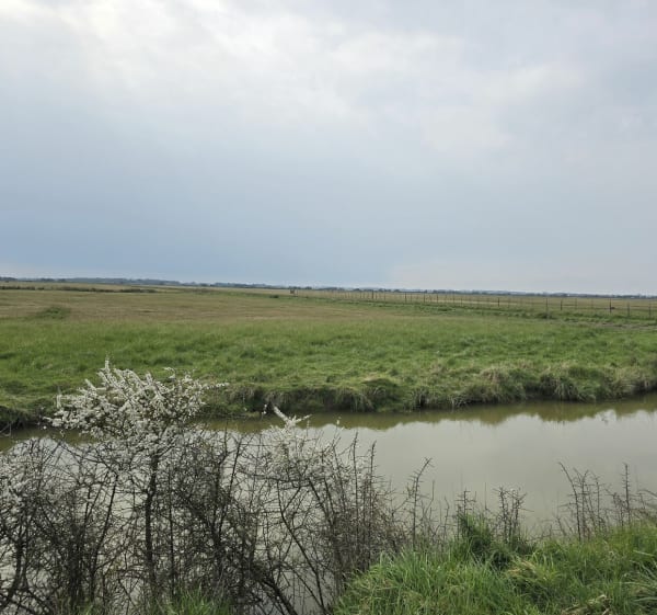 Balade le long de la Charente, par Basse Roche - Saint-Laurent-de-la-Prée - 1