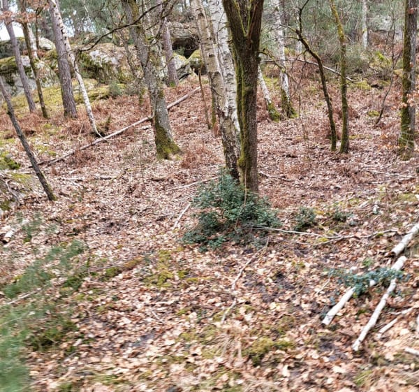 Boucle en Forêt de Fontainebleau - Achères-la-Forêt - 1