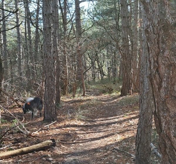 Départ du Forest d'Aubignosc - Aubignosc - 1
