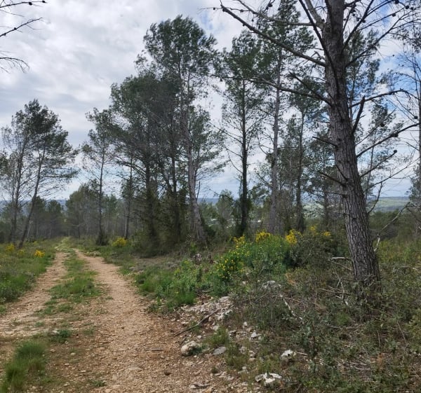 Des chemins de chèvres dans la garrigue - Saint-Maximin - 1