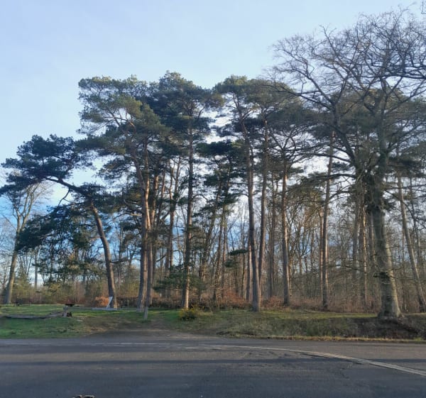 Rouillon et Forêt de flines, par Legies - Flines-lès-Mortagne - 1