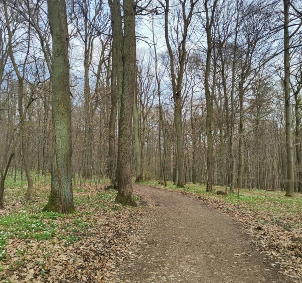 Leśnymi ścieżkami na Kopiec Piłsudskiego - Kraków - 1