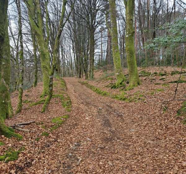 Chemin de Sussac au Mont-Gargan - Sussac - 1