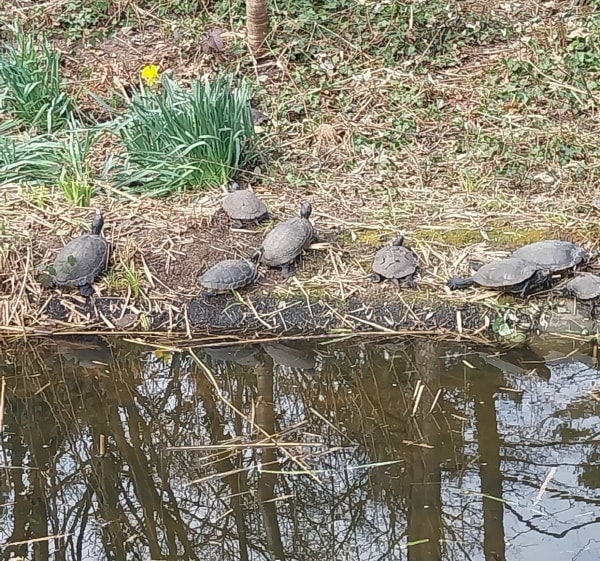Promenade au parc de Chanteraine - Villeneuve-la-Garenne - 1
