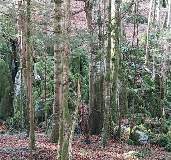 Rando boucles "creux et bosses"et "Hadas" et Plagnol - Eycheil - 1