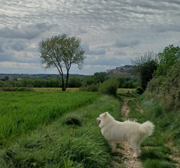 Sentiers de Vézénobres, vignes, chemin Romain, voie verte - Ners - 1
