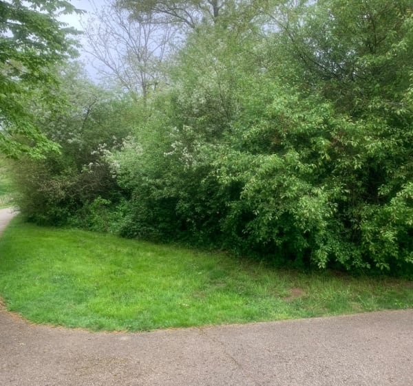Bois de Verriere - Châtenay-Malabry - 1