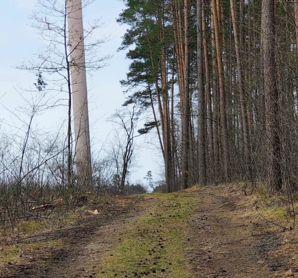 Grudzicki las spacer po ścieżkach pożarowych - Opole - 1