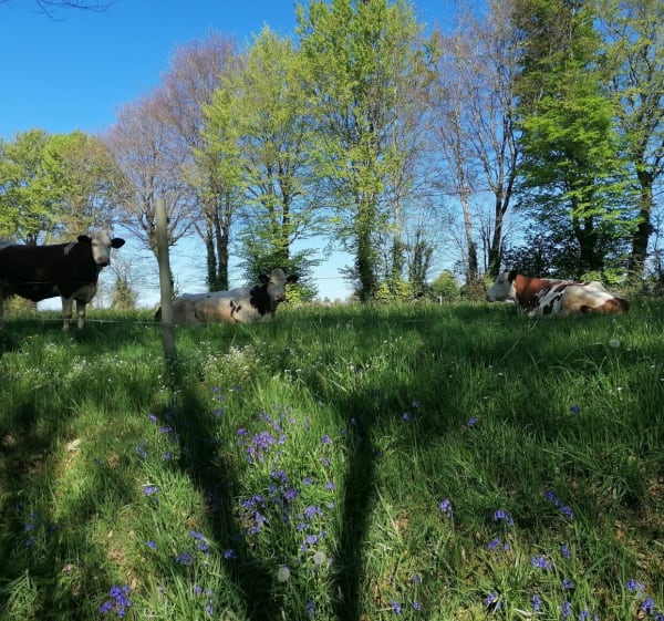Belle balade sympathique à Truttemer le Grand - Vire Normandie - 1
