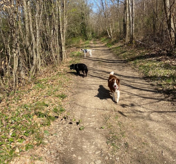 Balade dans le Bois des Crottes - Saint-Jean-de-Bournay - 1