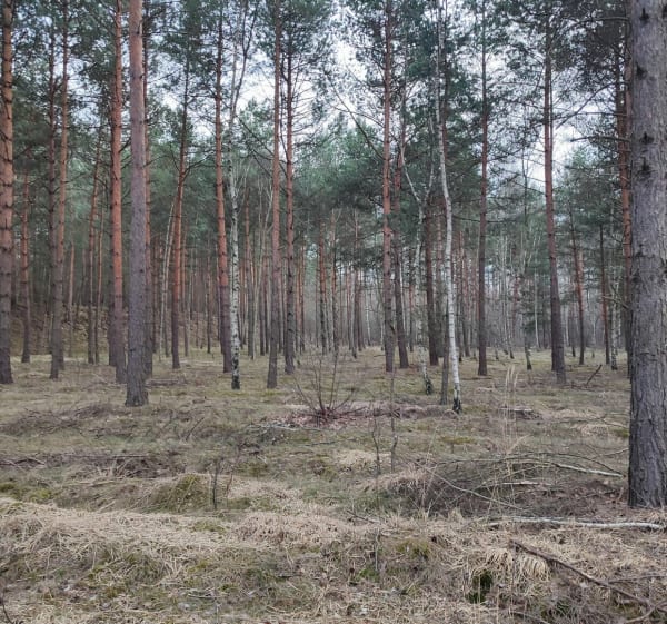 Dąbrowa Narodowa - leśne ścieżki - Jaworzno - 1