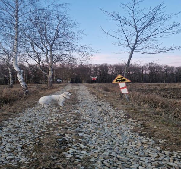 Spacer Ściernie/Górki - Tomasz - 1