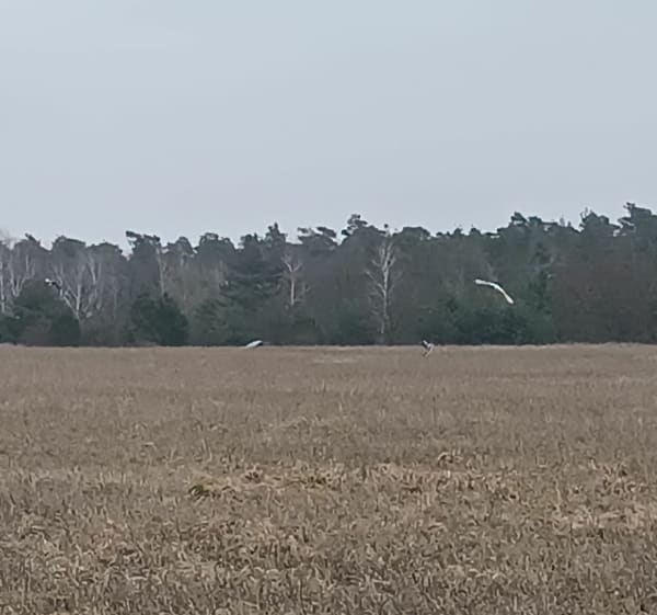 Spacer popoludniowy - Zofia - 1