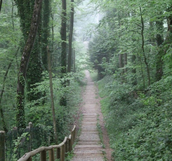 Du bois de Cise à Ault - Ault - 1
