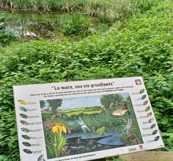 Tour de la forêt communale de Montcarra - Rochetoirin - 1