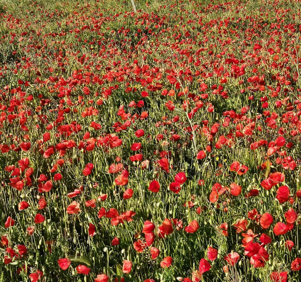 Le printemps de Caladroy - Pézilla-la-Rivière - 1