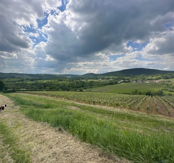 La croix de Teu à Saint-Martin-sous-Montaigu - Saint-Martin-sous-Montaigu - 1