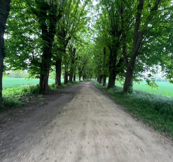 Bois de Boissy - Franconville - 1