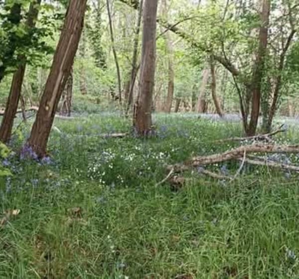 Randonnée dans la forêt de La Neuville-en-Hez - La Neuville-en-Hez - 1