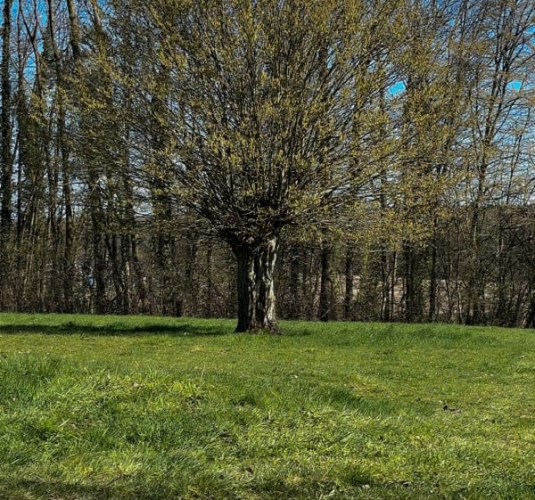 Bois de Saint-Michel et Maison forestière du Quartier à VTT - Saint-Michel - 1