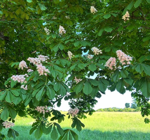 Balade entre Saint-Symphorien et Bleury - Auneau-Bleury-Saint-Symphorien - 1