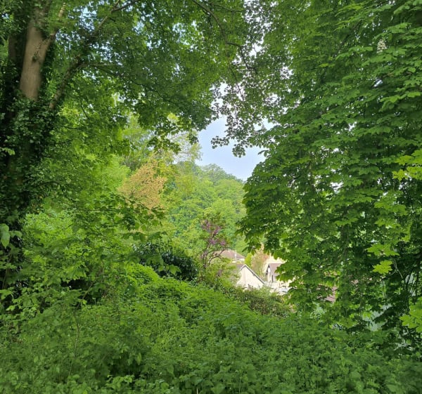 Balade en sous bois à Cergy - Cergy - 1