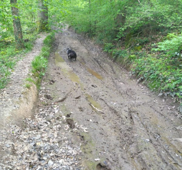Balade en forêt de La Roche Turpin-Soucy - Fontenay-lès-Briis - 1