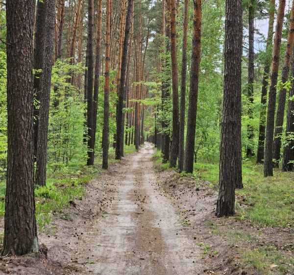 Gostynińsko-Włocławski Park Krajobrazowy - Włocławek - 1