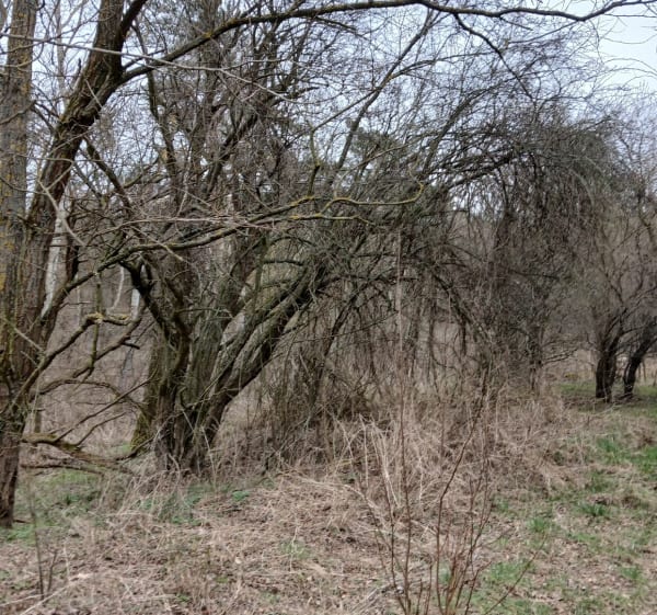 Spacer, pierwsza niedziela wiosny w Skladowice - Składowice - 1