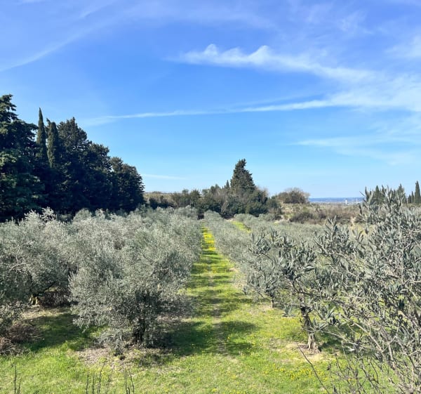 Autour des Piecaous - Saint-Saturnin-lès-Avignon - 1