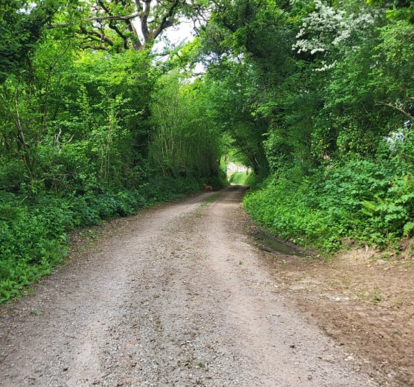 Balade dans le bocage entre Négreville et l'Etang-Bertrand - L'Étang-Bertrand - 1