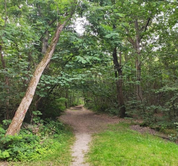 Balade au Bois de Trous - Viry-Châtillon - 1