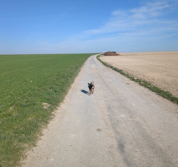De Vermelles à Loos en Gohelle par les champs - Vermelles - 1