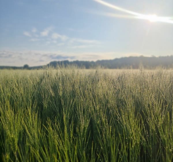11 km szosą, lasem, szutrem - Węsiory - 1