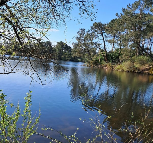 Balade aux alentours du lac de la Magdeleine et sa forêt - Gujan-Mestras - 1